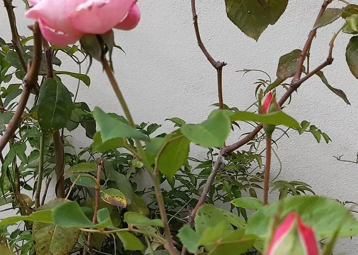 Bed & Breakfast Quinta No Pinhal 3*