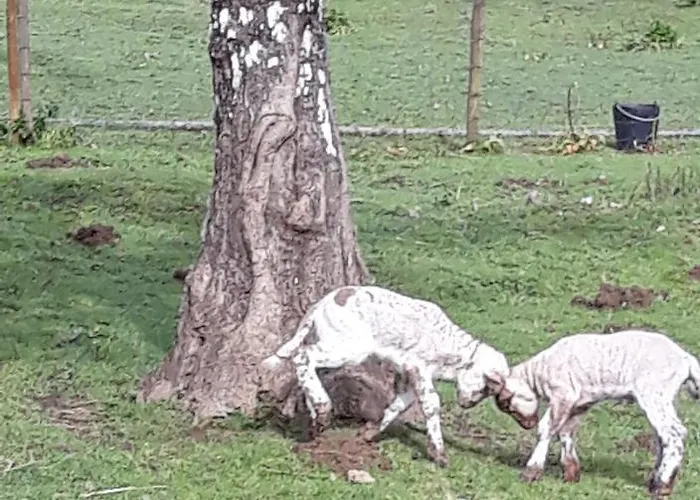 Quinta No Pinhal Vila Nova de Poiares