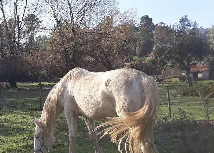 Bed & Breakfast Quinta No Pinhal 3*